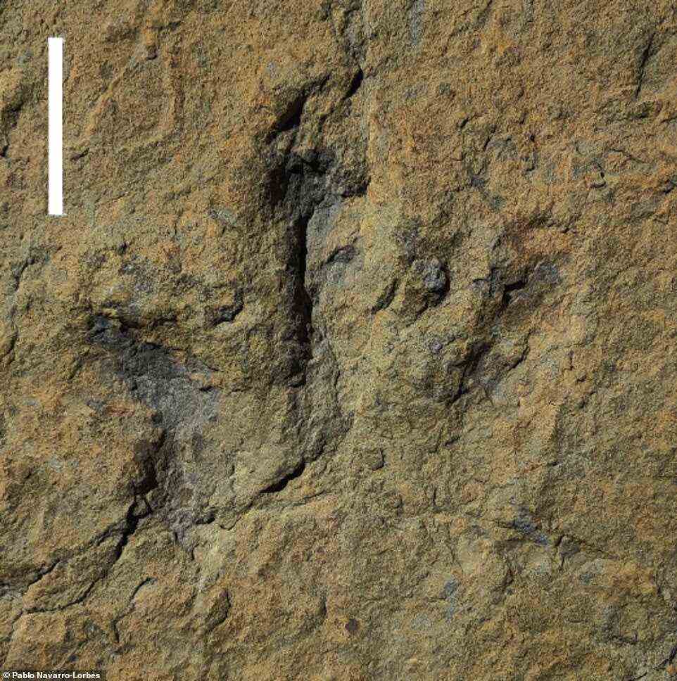 The investigation was undertaken by palaeontologist Pablo Navarro-Lorbés of Spain's Universidad de La Rioja and his colleagues. Pictured: one of the three-toed fossilised prints