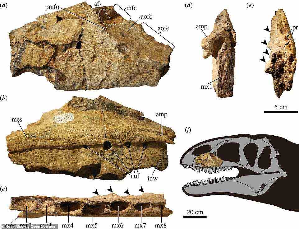 Ulughbegsaurus was identified by its left jaw bone and teeth entombed in rocks at a donosaur graveyard known as the Bissekty Formation