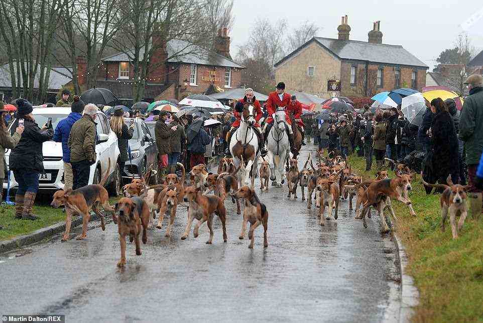 The hounds tear off ahead of the horses as the Essex with Farmers Hunt get underway in the South East on Monday morning