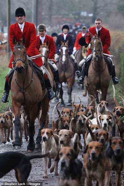 The packs, of which there are around 250 in the UK, had to follow strict government guidance in England and Wales, with those in the latter only allowing up to 50 to attend. Pictured: The Essex and Suffolk Hunt today