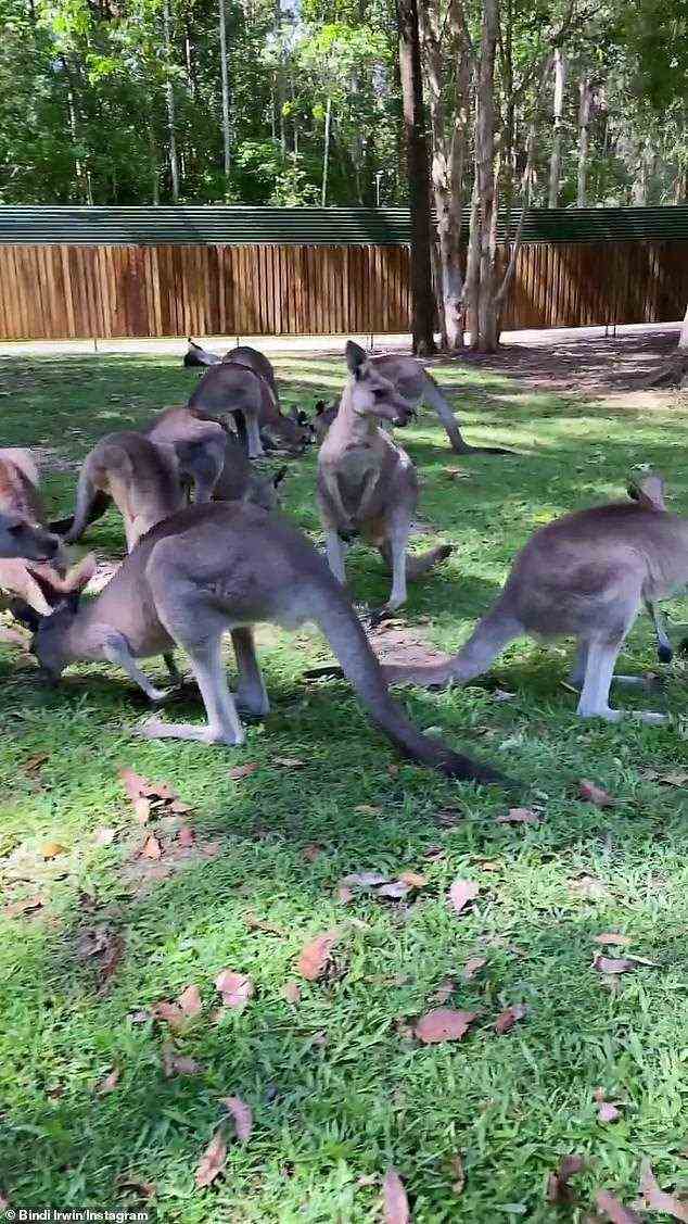 Mob: „Guten Morgen aus dem Australia Zoo!  Mit diesen Liebsten ein schönes Frühstück genießen“, schrieb Bindi unter dem kurzen Clip
