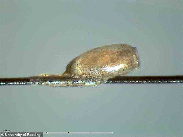 Ein Team war in der Lage, vor Tausenden von Jahren die DNA der Kopfläuse aus „Zement“ zu extrahieren, mit denen ihre Eier an die Haare von mumifizierten Körpern in Südamerika geklebt wurden