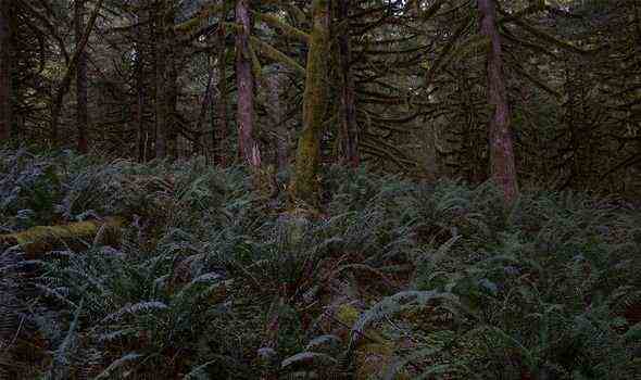 Nationalpark: Das Gebiet um Mount Hood ist von dichtem Schutzwald bedeckt