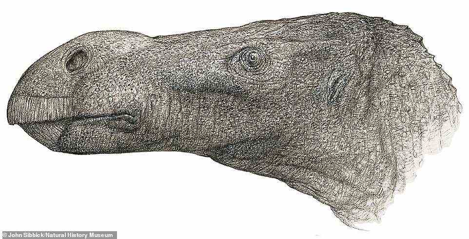 Artistic reconstruction of Brighstoneous simmondsi, a new igaunodontian with an unusual snout found on the Isle of Wight, UK