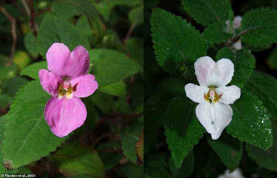 Pictured here is impatiens versicolor - one of five new species of jewelweeds, or touch-me-nots, described from eastern Africa