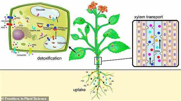 Schematische Darstellung zeigt die Aufnahme, Translokation und Sequestrierung von Schwermetallen in Pflanzen