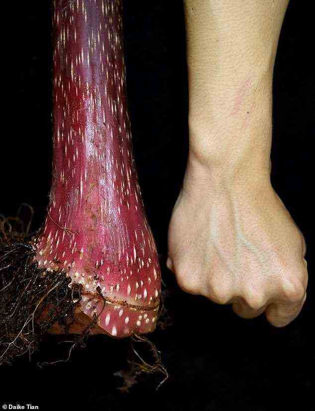 Die beeindruckende Hauptstammbasis von Begonia giganticaulis mit einer geballten menschlichen Faust zum Vergleich