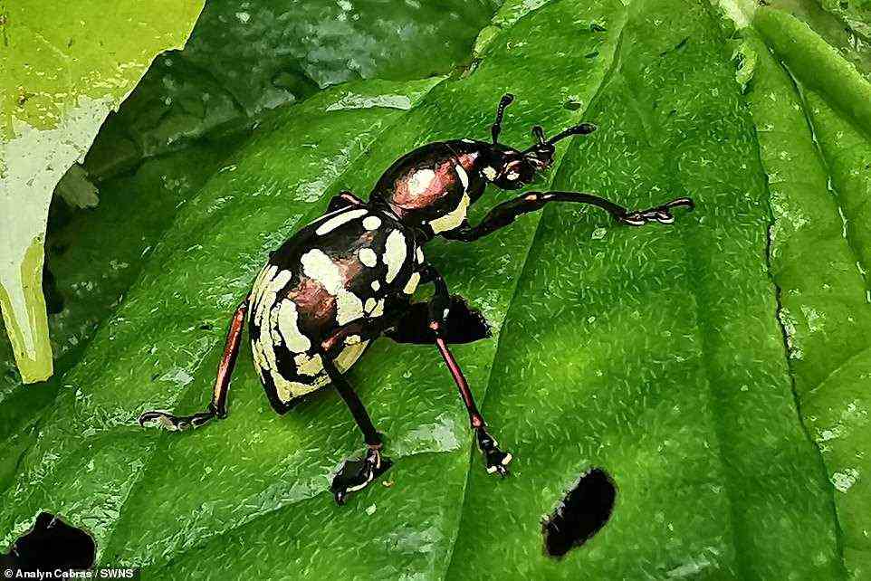'Pachyrhynchus obumanuvu' (pictured) — a brightly coloured Easter egg weevil found in the forested mountaintops of the Philippines at an altitude of some 3,000 feet (914 m) — was described by entomologist Matthew Van Dam and his colleagues