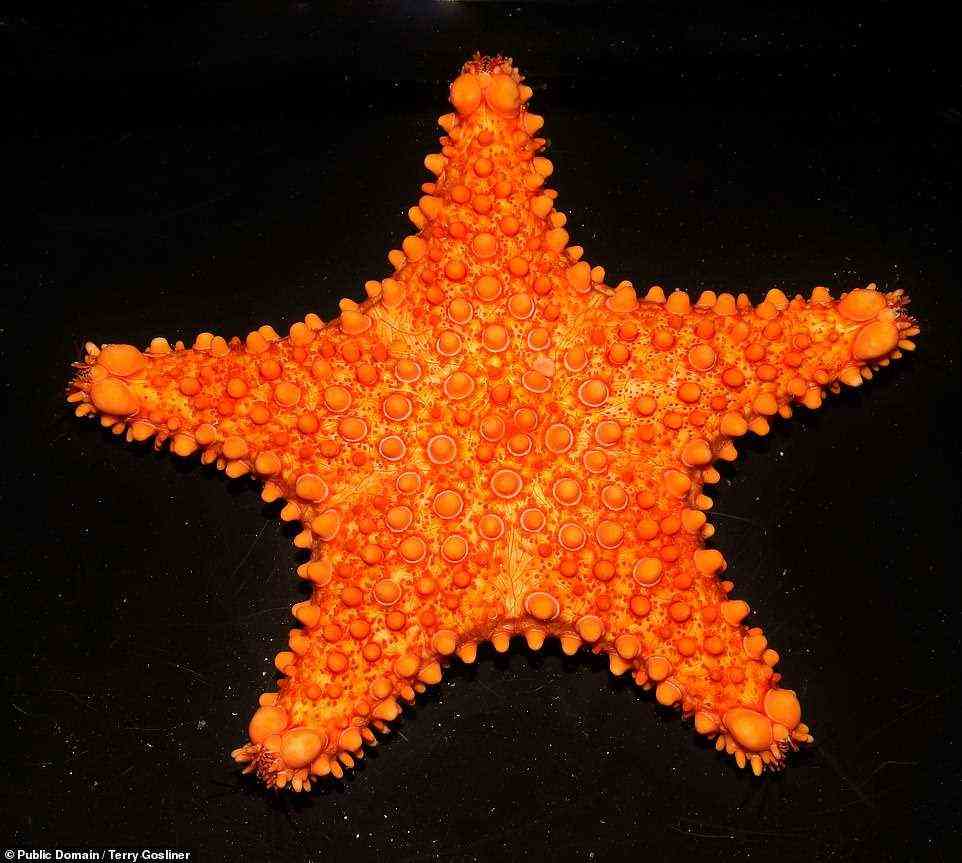 Invertebrate zoologist Christopher Mah discovered the Indo-Pacific sea star Uokeaster ahi (pictured), which veritably sets its reef habitat ablaze with its bright orange colour. Its species name, 'ahi', acknowledges this — the word means 'fire' in the Rapa Nui language