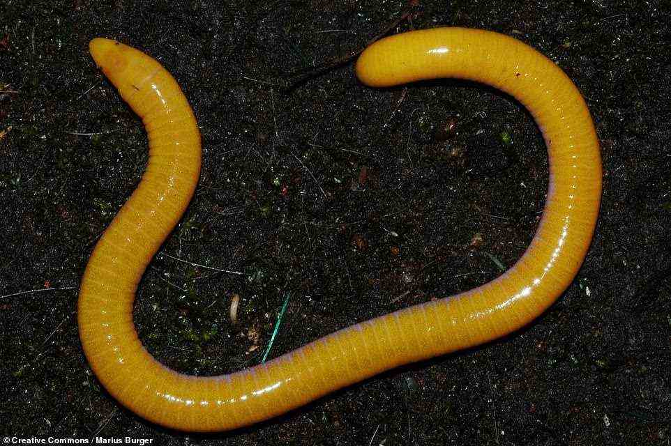The subject as to whether the island of São Tomé off of the coast of Central Africa harbours one or two species of caecilian — burrowing, limbless, snake-like amphibians — has been debated by biologists since colonial times. Pictured: a São Tomé caecilian
