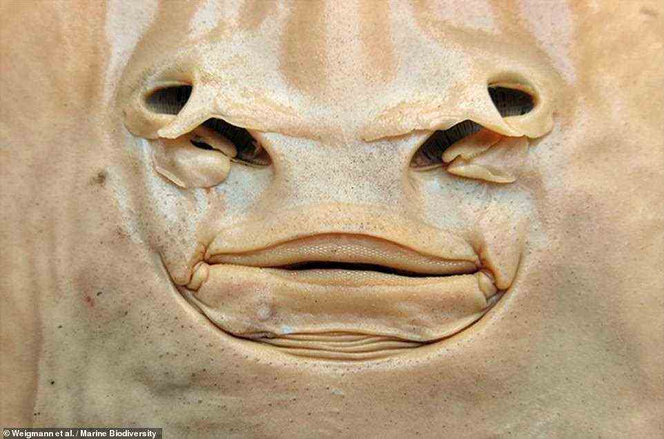 'It's not simply a matter of protecting these animals — it's about coming up with long-term solutions for both rays and human populations,' he added. Pictured: a close-up of the mouth and nasal region of a juvenile Acroteriobatus andysabini specimen
