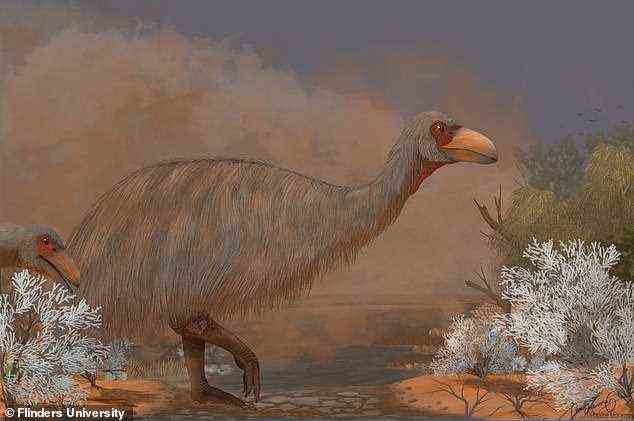 Genyornis wog mit 230 kg ungefähr fünf- oder sechsmal so viel wie ein Emu und war ungefähr zwei Meter groß, aber im tückischen Schlamm des Sees stecken zu bleiben, war nicht die einzige Sorge der riesigen Vögel