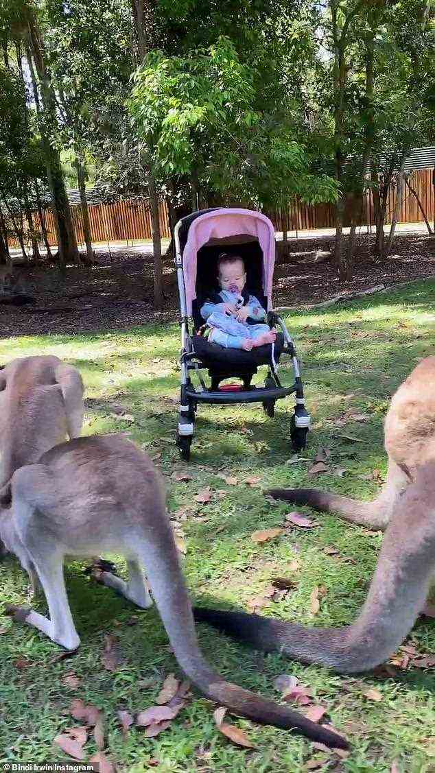 Überraschung: Bindi Irwins Tochter Grace, acht Monate alt, traf am Dienstag im Australia Zoo auf eine Menge Kängurus