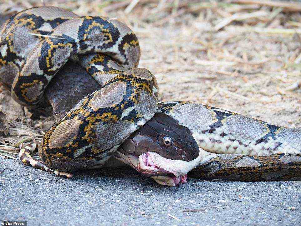 Eine Python und eine Königskobra wurden Anfang dieses Monats in Südthailand in einem Kampf auf Leben oder Tod gesichtet