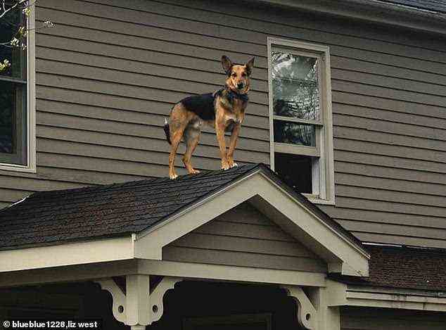 Der Mensch dieses Hundes ist ein Dachdecker, und der Hund klettert die Leiter hoch, um ihm bei der Arbeit Gesellschaft zu leisten – oft schockieren Passanten