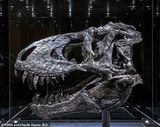 Zahnschmerzen: Ein Tyrannosaurus Rex, der vor 68 Millionen Jahren die Erde durchstreifte (im Bild wurde festgestellt, dass er an einer Knochenerkrankung im Kiefer gelitten hat, neue Analyse zeigt