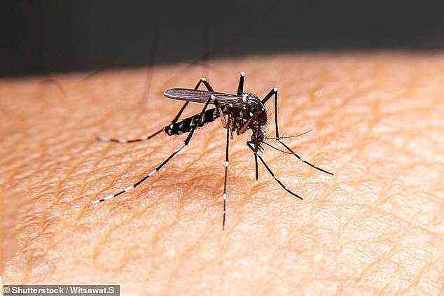 Experten sagen nach Rekordniederschlägen eine Mückenexplosion in Australien voraus