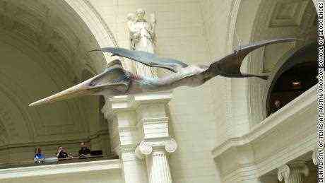 Das Field Museum in Chicago zeigt einen lebensgroßen Flugsaurier.