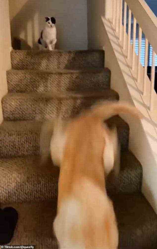 Eine Katze wurde in einem schockierenden viralen Video dabei erwischt, wie sie den älteren Hund ihres Besitzers die Treppe hinunter schubste, und jetzt ist das Internet darüber gespalten