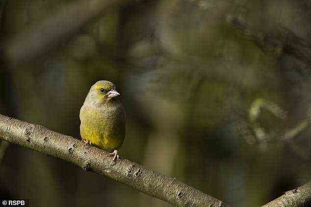 Zu den Vogelarten, die jetzt auf der Roten Liste stehen, gehören der Mauersegler, Haus Martin und Grünfink.  Abgebildet ist ein Europäischer Grünfink (Chloris Chloris) Erwachsener in einem Baum in Northamptonshire