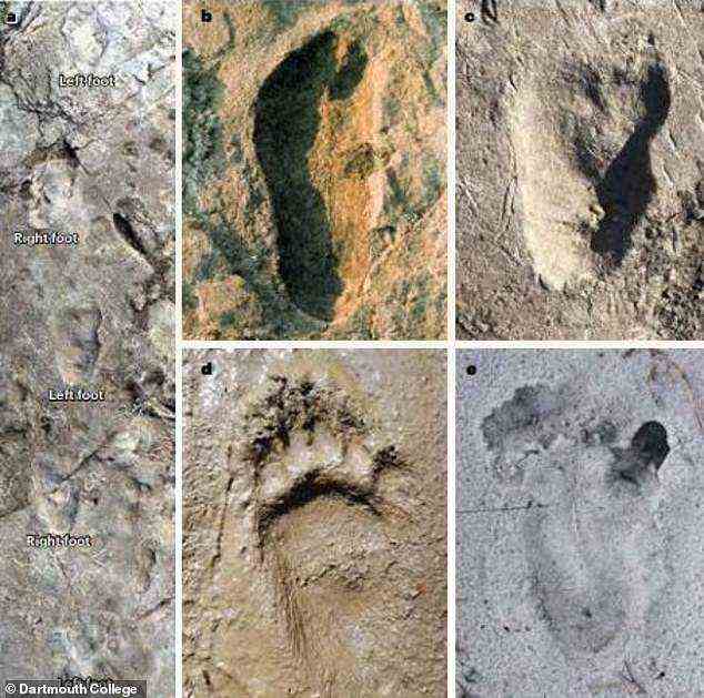 Mysteriöse Fußabdrücke (in Bild a und b gezeigt), von denen zunächst angenommen wurde, dass sie von alten Bären gemacht wurden, wurden tatsächlich vor Millionen von Jahren von frühen Menschen hinterlassen, wie eine neue Studie ergab.  Es verglich die Eindrücke mit einem anderen frühen Hominin-Fußabdruck, der in der Nähe gefunden wurde (c), sowie mit Bären (d) und Schimpansen (e).