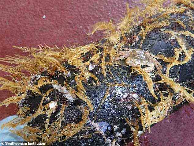 Es ist ein hartes Leben: Wissenschaftler haben herausgefunden, dass der „Great Pacific Garbage Patch“ von Tieren und Pflanzen besiedelt wurde, die alle einen neuen Weg gefunden haben, im offenen Ozean zu überleben