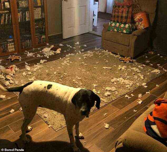 Die Leute haben urkomische Bilder von ihren Haustieren geteilt, die bei ihren festlichen Feierlichkeiten Chaos anrichten.  In New York hat ein Hund sein Weihnachtsgeschenk in Fetzen gerissen und es im Wohnzimmer seines Besitzers verteilt