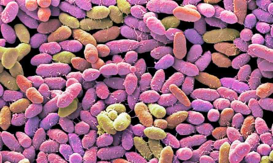 Fäkalbakterien unter dem Mikroskop.  Wissenschaftler entdecken noch immer genau, wie sich das Mikrobiom auf unsere Gesundheit auswirkt und wie es manipuliert werden kann.