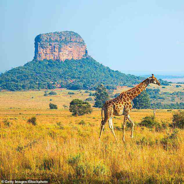 Go wild: Eine Giraffe im Entabeni Safari Reserve in Südafrika.  Chris hofft, das Land im Jahr 2022 besuchen zu können