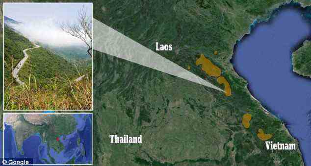 Das Saola oder asiatische Einhorn kommt nur in den Annamiten Bergen von Vietnam und Laos vor