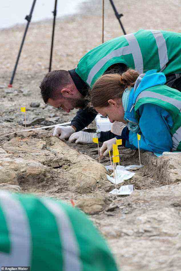 'It was an honour to lead the excavation, said Dr Lomax, who is an expert on ichthyosaurs and has described five new species in the course of his research