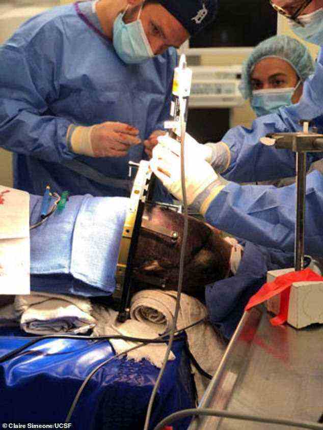 Chirurgen verabreichten Cronutt vier Injektionen mit jeweils rund 50.000 Zellen in seinen linken Hippocampus.  Fünf Stunden später kam Cronutt aus der Narkose und war auf dem Heimweg