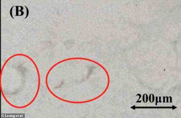 Bild von weißen Mikrofasern, die aus Baumwolltextilien freigesetzt wurden, aufgenommen mit einem Nikon-Mikroskop