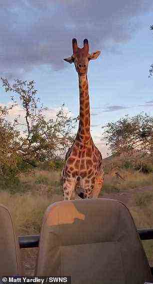Die Giraffe wurde als Kind ausgesetzt, aber wieder in die Wildnis entlassen