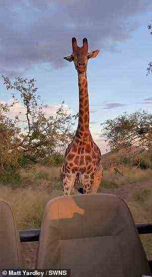 Die Giraffe schafft es, sehr nahe an das Fahrzeug heranzukommen