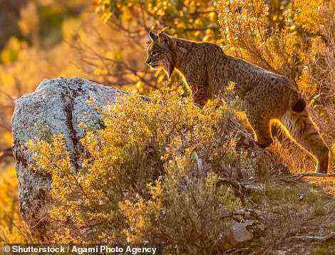 Ein Iberischer Luchs – die seltenste Wildkatze der Welt – pirscht sich durch die Wälder der Sierra Morena