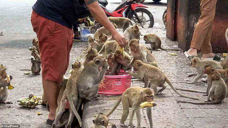 Since tourists began to return to Thailand after coronavirus restrictions were eased in November, Lopburi's monkeys - whose numbers multiplied considerably during the pandemic - have enjoyed much greater access to sugar-filled snacks and drinks, as well as their staple bananas