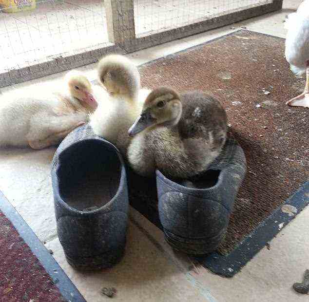 Einige von Herrn Goslings geliebten Enten ruhen auf seinen Pantoffeln in dem, was sein Zuhause zu sein scheint