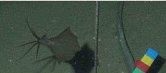 Das letzte Mal, dass ein Großflossen-Tintenfisch mit menschlichen Augen gesehen wurde, war 2014, aber dieses Exemplar befand sich nur 15.400 Fuß unter der Oberfläche
