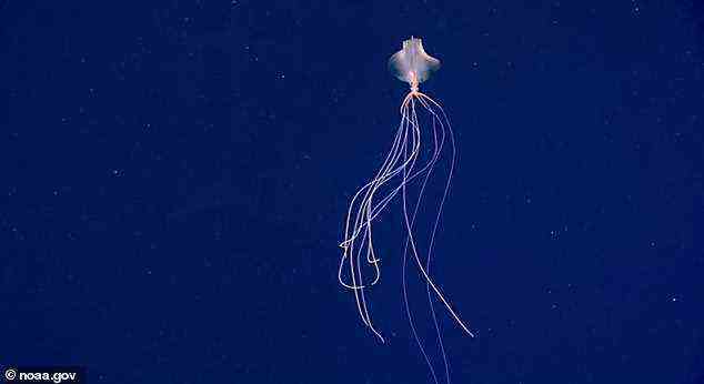 Abgebildet ist ein Bild eines erwachsenen Bigfin-Tintenfischs