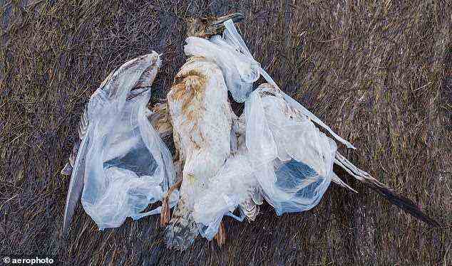 Plastikverschmutzung ist ein „planetarischer Notfall“: Eine tote Möwe wird in Plastiktüten verheddert fotografiert