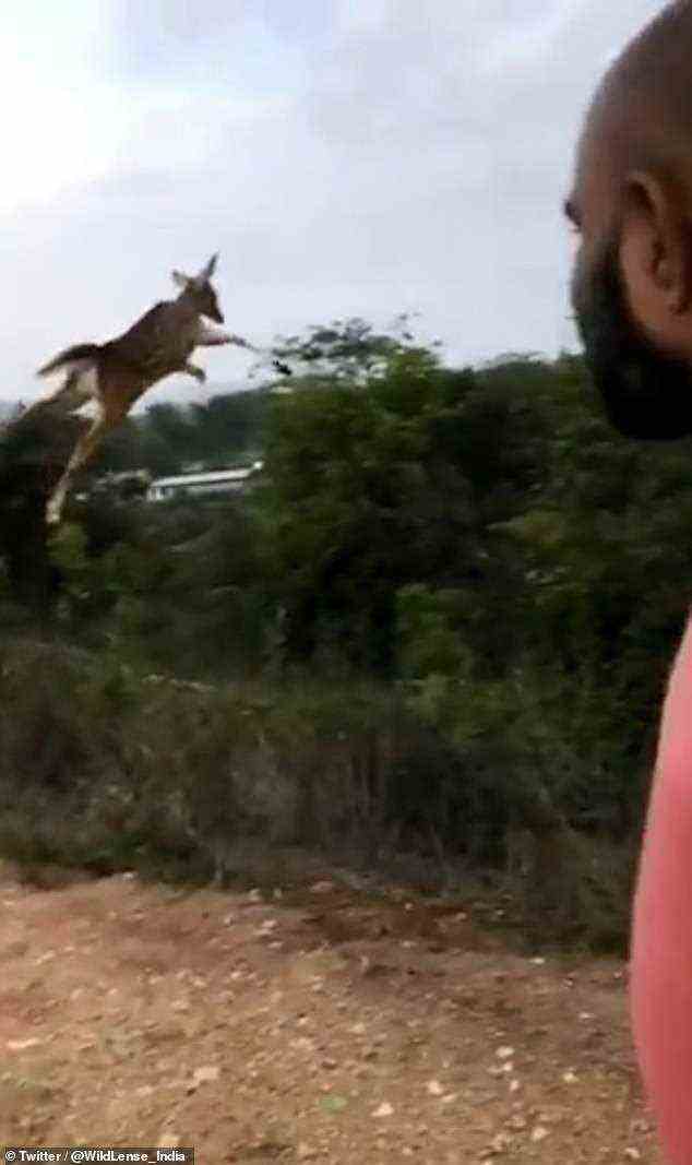 Beeindruckte Zuschauer beobachten, wie der hochfliegende Hirsch weiterfliegt, während er über die Straße springt, die er überquert hat