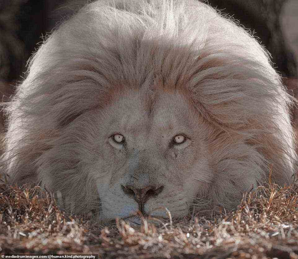 Als wüsste er, dass eine Kamera in seine Richtung gerichtet war, schien sich der weißhaarige Löwe hinzulegen und zu posieren