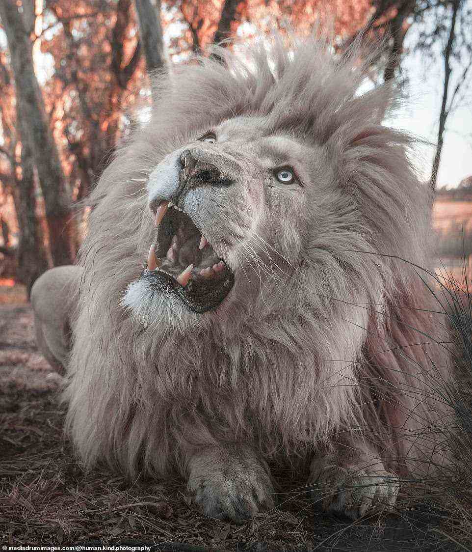 Auf diesem Foto, das aufgenommen wurde, als das Tier zu brüllen begann, waren die messerscharfen Zähne des Löwen in ihrer ganzen Pracht zu sehen
