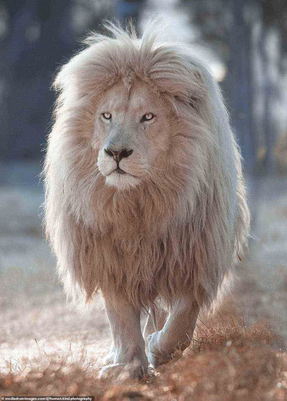 Das ungewöhnliche weiße Aussehen des Löwen wird durch einen als Leuzismus bekannten Zustand verursacht, der bei Tieren zu einem teilweisen Verlust der Pigmentierung führt