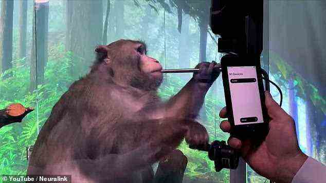 Neuralink wurde für einige Monate still, bis am 9. April 2021 das Implantat in einem Affen demonstriert wurde, der es ihm ermöglichte, das Videospiel Pong mit seinem Verstand zu spielen