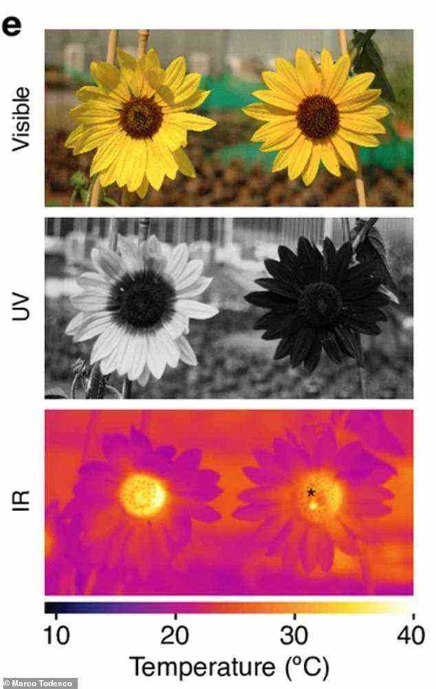 Das liegt daran, dass ein ultraviolettes Bullseye-Muster (Bild Mitte) – das für Menschen unsichtbar ist – nicht nur dazu beiträgt, dass ihre Blüten Bestäuber anziehen, sondern es der Pflanze auch ermöglicht, auf Stress wie Dürre oder extreme Temperaturen zu reagieren