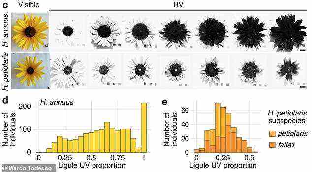 Durch die Messung der UV-Muster der Pflanzen und die Analyse ihrer Genome fanden die Forscher heraus, dass wilde Sonnenblumen aus verschiedenen Teilen Nordamerikas UV-Bullseyes von sehr unterschiedlicher Größe hatten