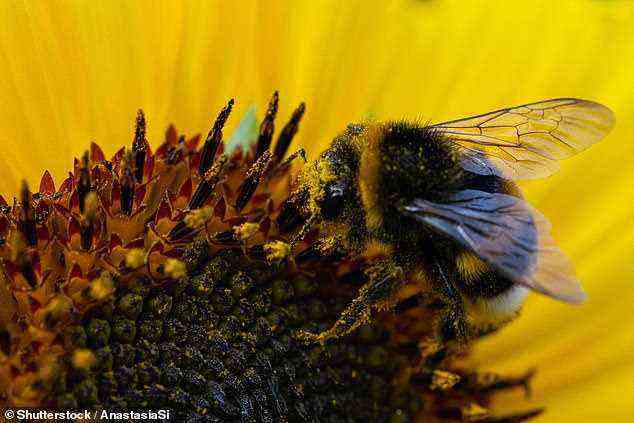 Größere Bullseyes wurden häufiger von Bienen besucht, was frühere Forschungen zu anderen Pflanzenarten unterstützt (Archivbild)