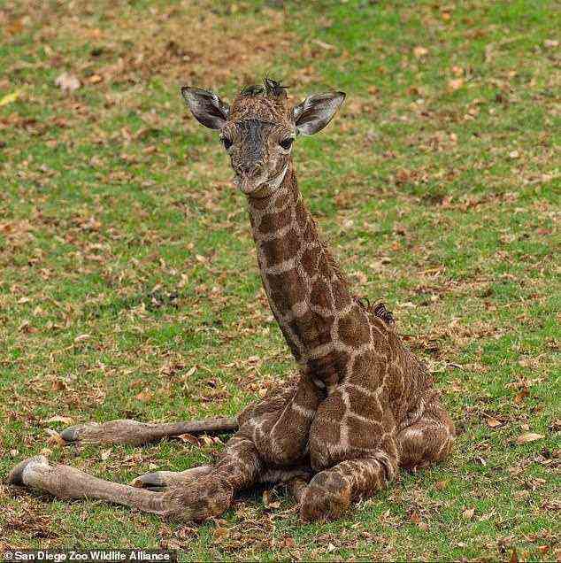 Das Männchen namens Masai wurde am 17. Januar als Tochter von Mutter Zindzhi geboren, aber kurz nach der Geburt stand das Kalb weder noch aß es